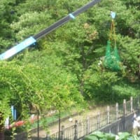 カルガモのヒナ 自力で脱出できない池　　ヒシの駆除