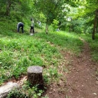 南ちゃんの、山の下草刈り