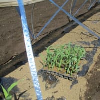 トウモロコシを植える。