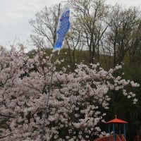 横田公園の桜と鯉のぼり～2024年4月6日