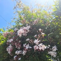 リンゴの実の摘果　ジャスミン　食べられる花　２５．５/７