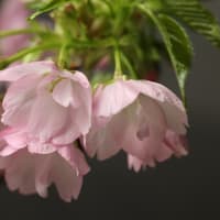 我が家の盆栽桜、咲きました。