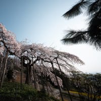 桜巡礼 2025 VOL.8