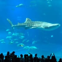 仲間との旅行が出来なくなって数年