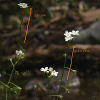 林床の花写ん歩（その９）：タチカメバソウ
