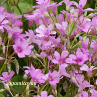 「さがみの仲良し小道」では「イモカタバミ」がピンクの小花を！！