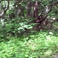 海鳥のサンクチュアリ　天売島と森林浴を楽しむメルヘンの焼尻島　６６回目　焼尻島
