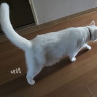 不審な音にイカ耳