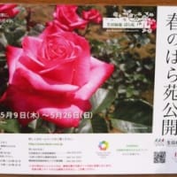 「薔薇の花園」