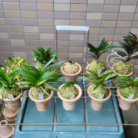 ラン掛けハンドル
