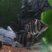 ダトニオプラスワン15～19cm