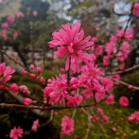 2024桜だより⑤🌸　縮景園
