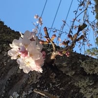 桜が咲いてきました。