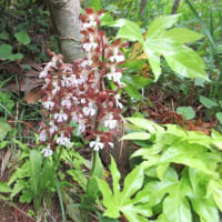 季節の花を愉しむ