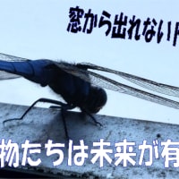 地球高温化・・☠️気温３７度で地上の温度は？計ってみた結果・・・