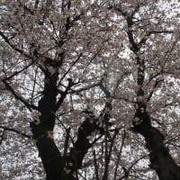 3枚の桜の写真