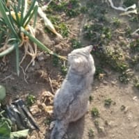 うちの社長