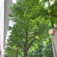 犬と猫との暮らし～東京駅での骨董市見学行きました～