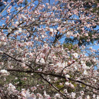 （ブログ）2023.2.26　大高緑地公園の梅を撮りに行きました
