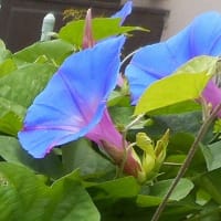 つかの間の涼