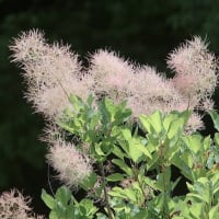 木の実が見られる時期に