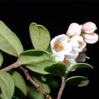 こけものの花