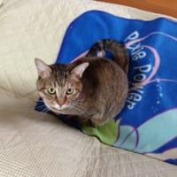 ソファで
