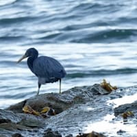 05/31探鳥記録写真-2：狩尾岬の鳥たち（クロサギの飛翔、キアシシギ、）