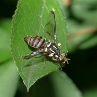 アカスジキンカメムシ と ミスジミバエ！