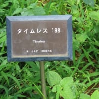 東京ドイツ村　薔薇