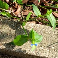 凌霄花