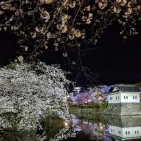 小田原城の桜が満開です