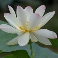 味真野苑　花蓮