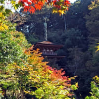 「秋の正倉院展見学と南山城の寺院巡りと奈良の円成寺へ」
