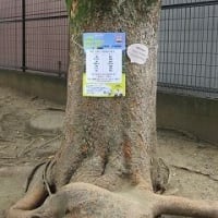 多摩ナカヨクウォーキングに行ってきました～♪