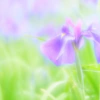花菖蒲