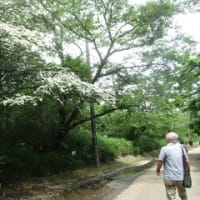 バス旅…神楽女湖の花菖蒲