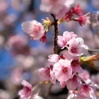 早咲きの桜　満開