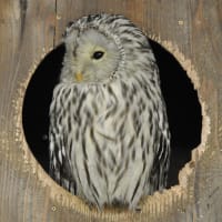 フクロウ　URAL  OWL、　Strix uralensis