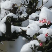 春分の日を過ぎたのに「春の雪」！