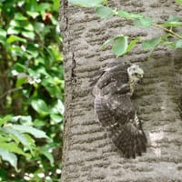 心に残る情景*「鳥景」見沼の小さな森、ツミの家族