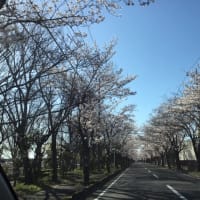久喜周辺の桜を一挙公開♫