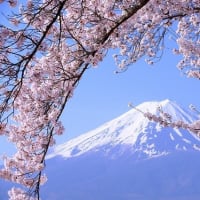 春の富士山（4/24 m）