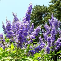 「八幡山の洋館」花壇では「チェストベリー」が紫色の花穂を！！