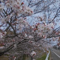桃・桜の花がいっぱい！