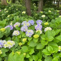 紫陽花を見てきた
