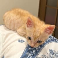 かべ太ちゃんに教わる