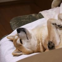 春爛漫