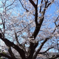 樹齢50年「桜」＆お腹いっぱい仲良くおネンネ中で～す(#^.^#)