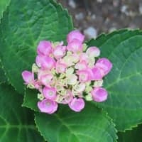墓参り　６月